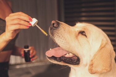 CBDやCBDオイルを犬に与えても大丈夫？効果や副作用についても解説！